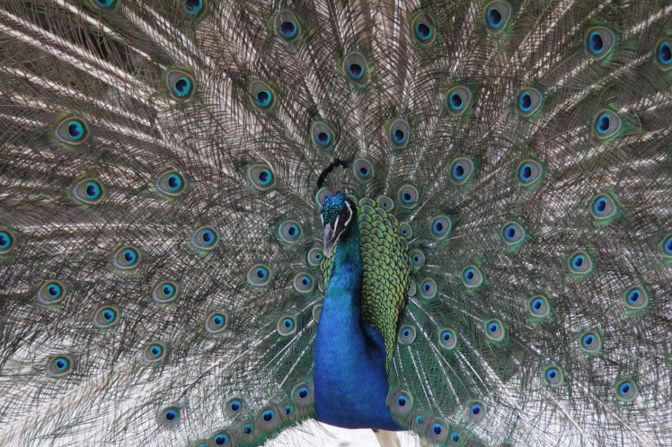 rhodos-2014-epta-piges_14481752184_o