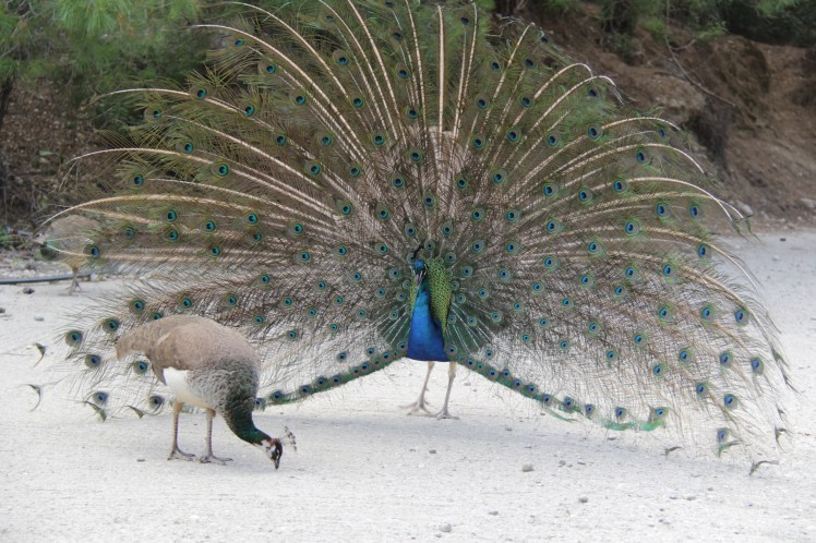 rhodos-2014-epta-piges_14482969105_o