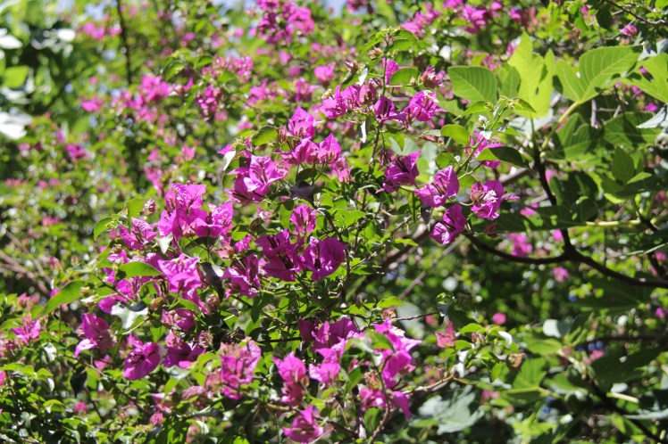 Rhodos-fjarilsdalen2