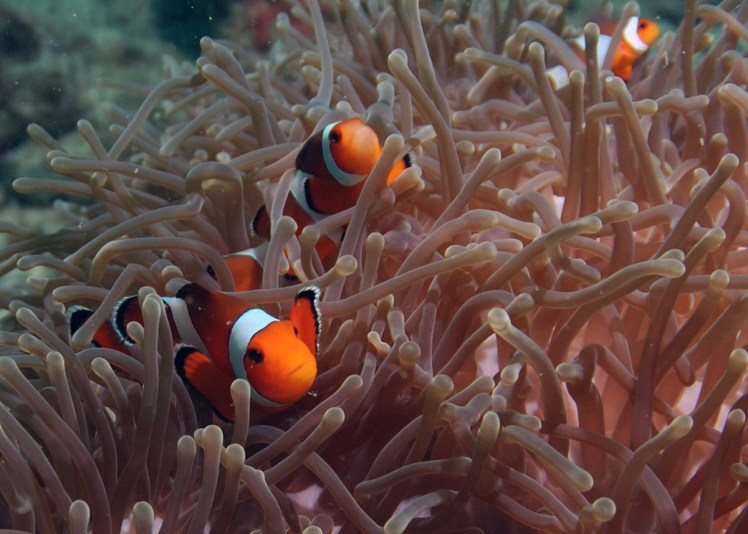 Thailand2016-dykning-BidaIslands-fisk1