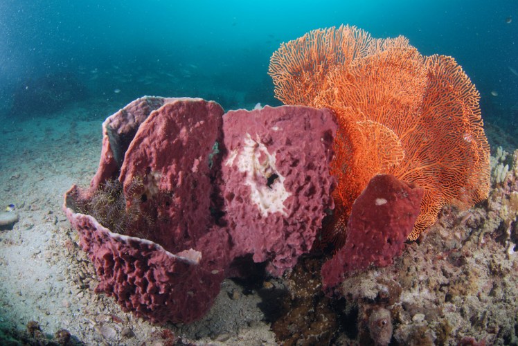 Thailand2016-dykning-BidaIslands-fisk10