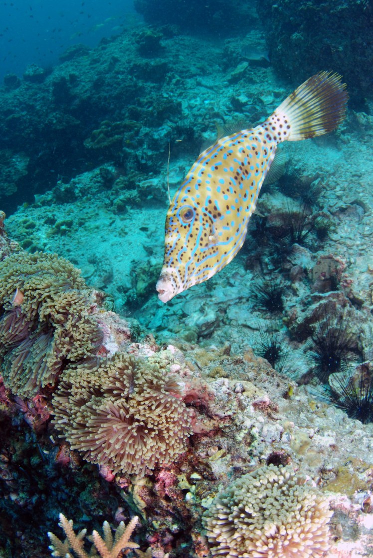 Thailand2016-dykning-BidaIslands-fisk11