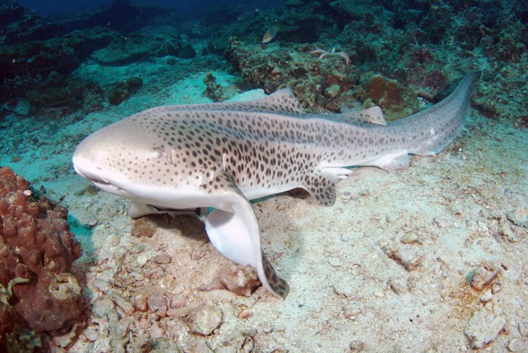 Thailand2016-dykning-BidaIslands-fisk12