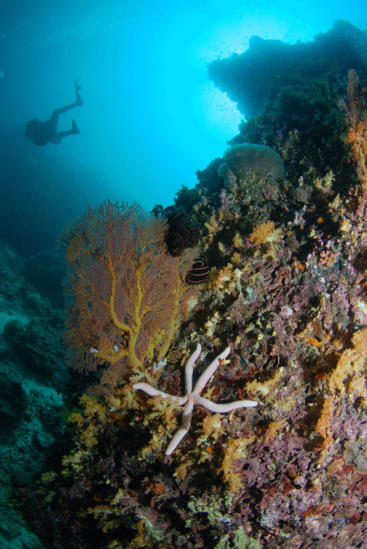 Thailand2016-dykning-BidaIslands-fisk2