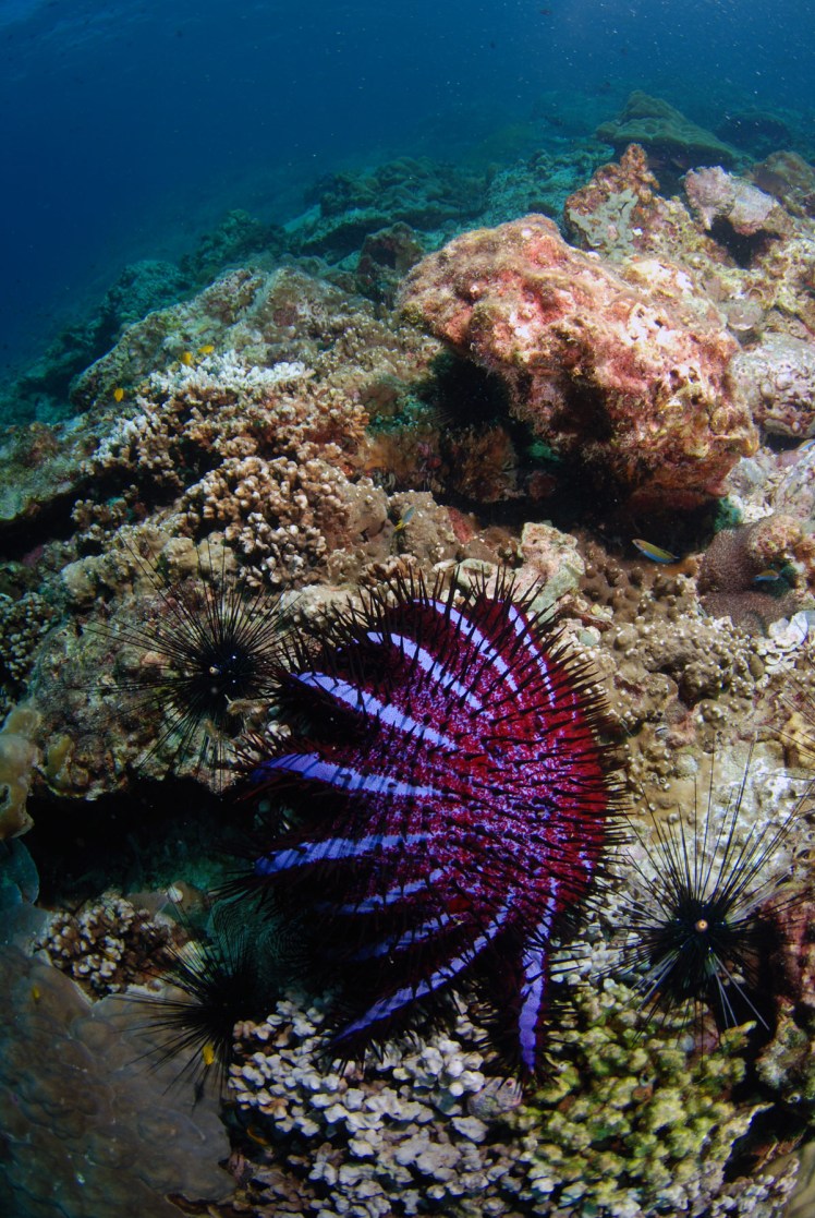 Thailand2016-dykning-BidaIslands-fisk6