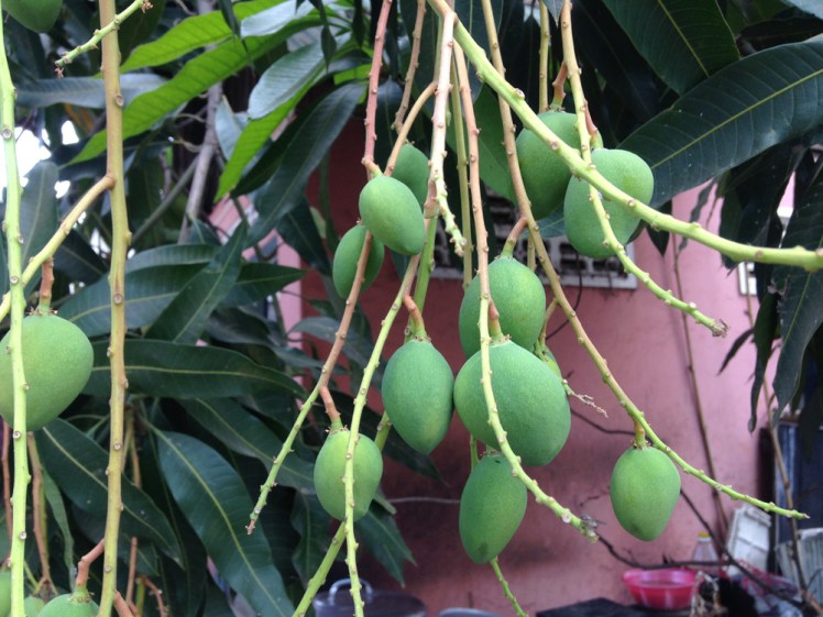 siem-reap-mango