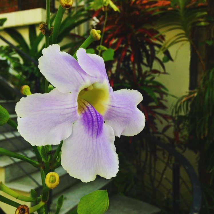 hoian-hotell8-orkide