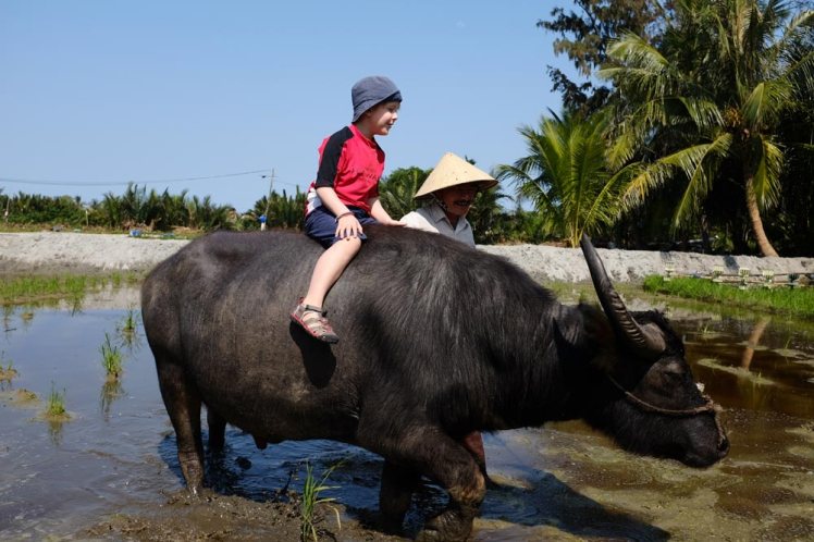 hoian-buffel