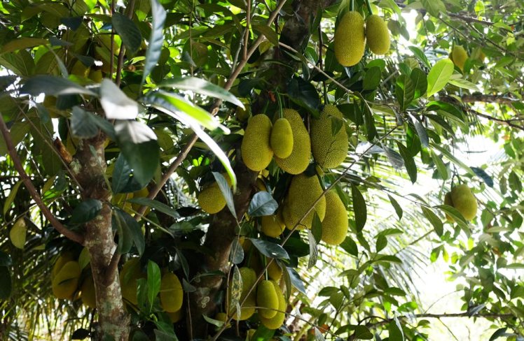 mekong-cykeltur-frukt8-jackfruit