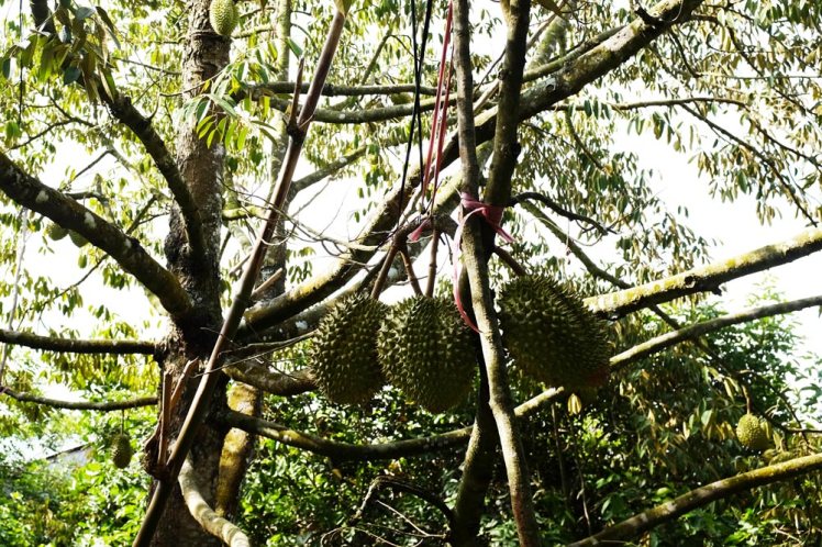 mekong-cykeltur-frukt8b-durian