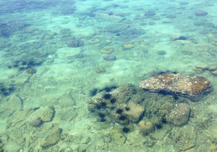 whale-island-koraller-sjoborr