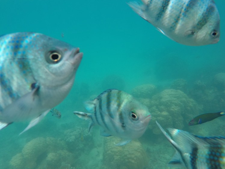 Perhentian-PIR9snorkling