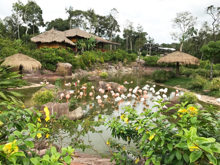 PhuQuoc2018-zoo0-flamingo
