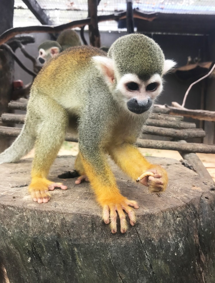 PhuQuoc2018-zoo12-apa