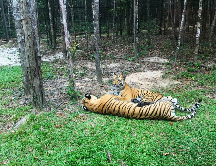 PhuQuoc2018-zoo4-tiger