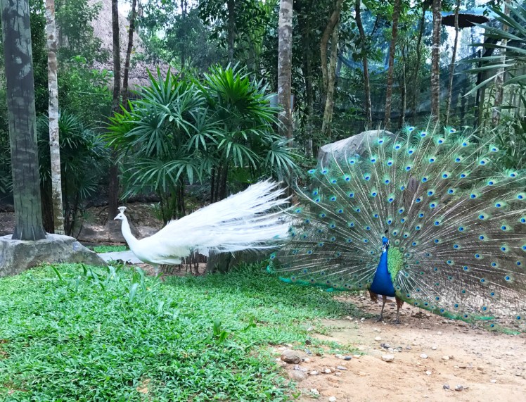 PhuQuoc2018-zoo5-pafagel