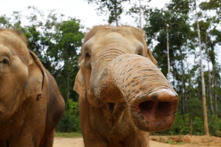 PhuQuoc2018-zoo7-elefant
