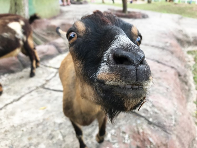 PhuQuoc2018-zoo9-get