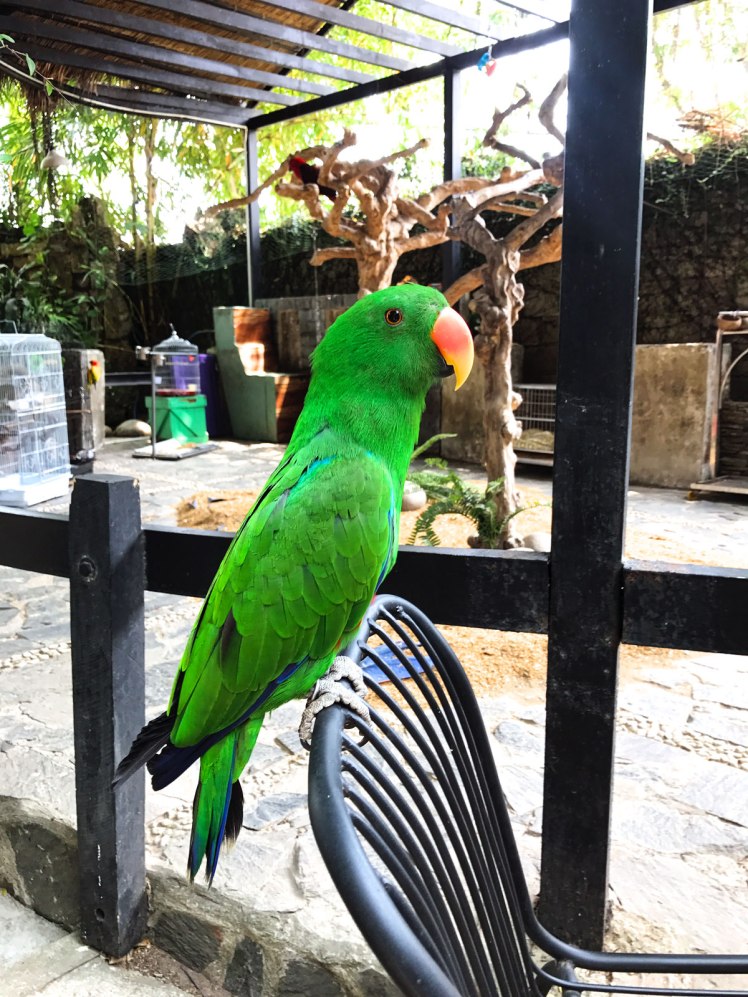 HCMC-fagel-cafe-PetMe-1