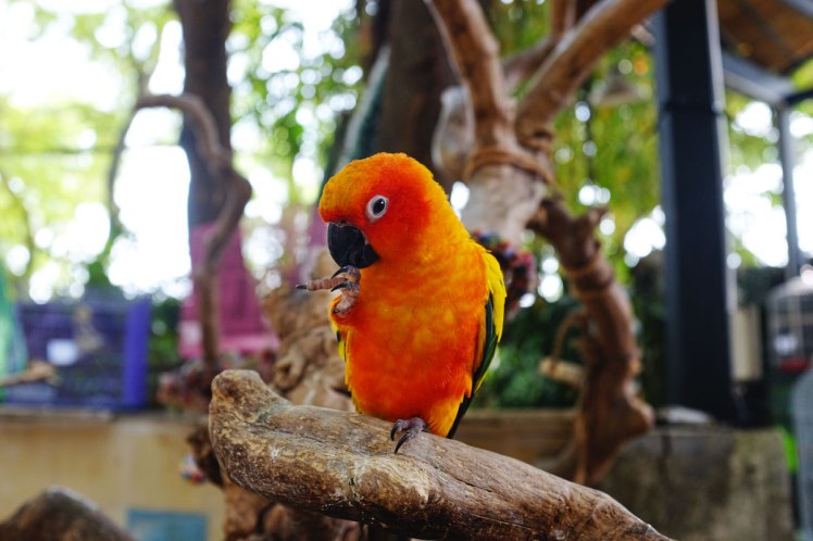 HCMC-fagel-cafe-PetMe-3