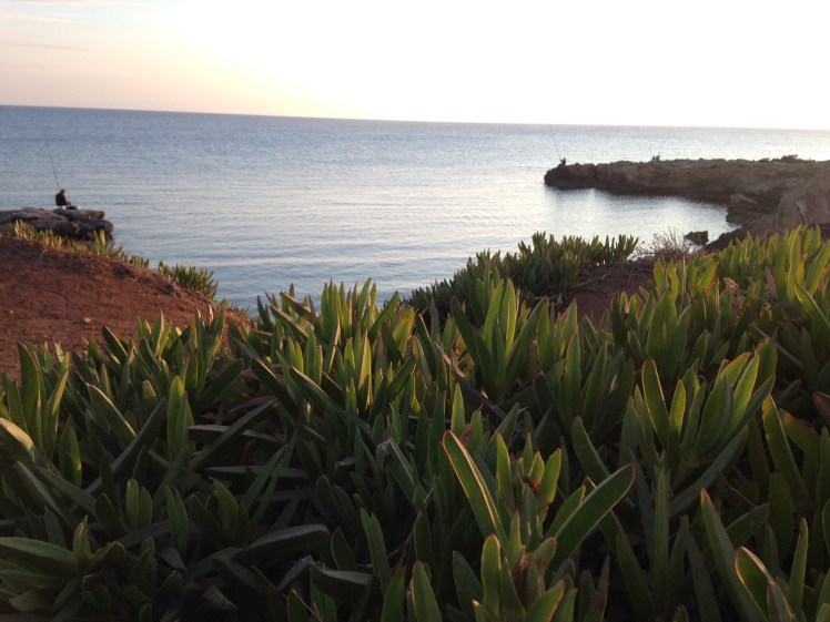 cypern2016-figtreebay-viken5