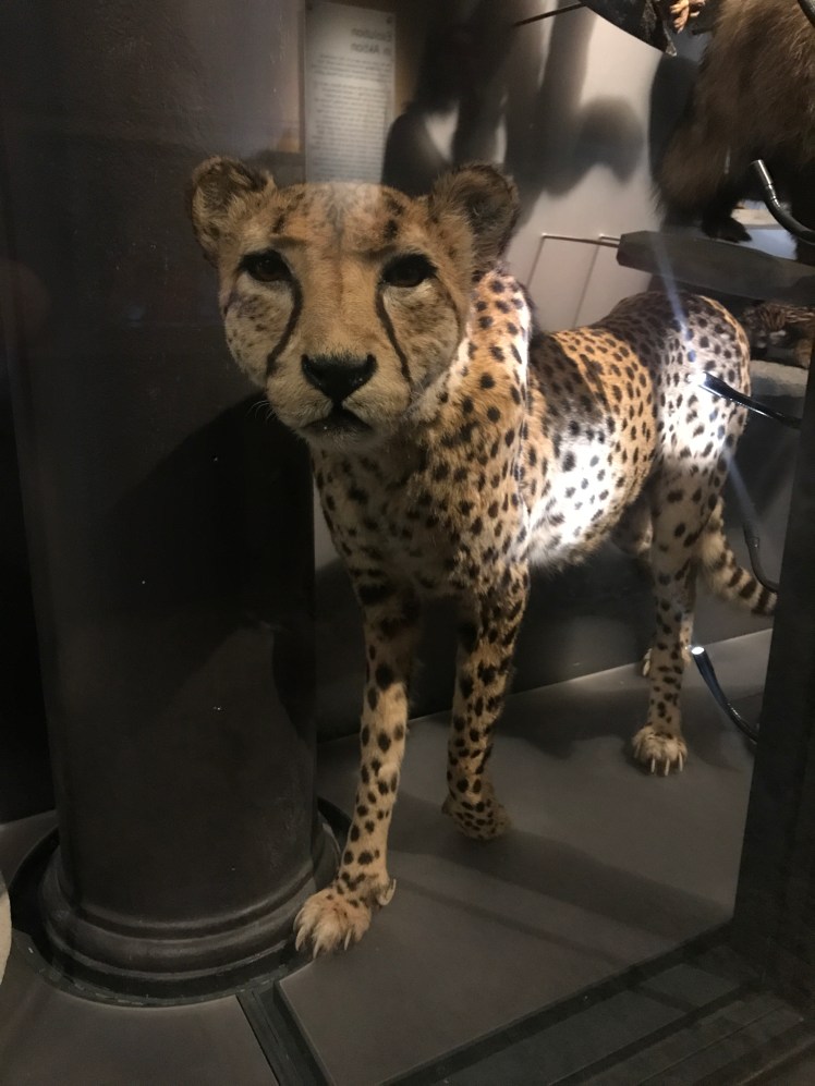 Berlin-Naturkunde-museum-leopard
