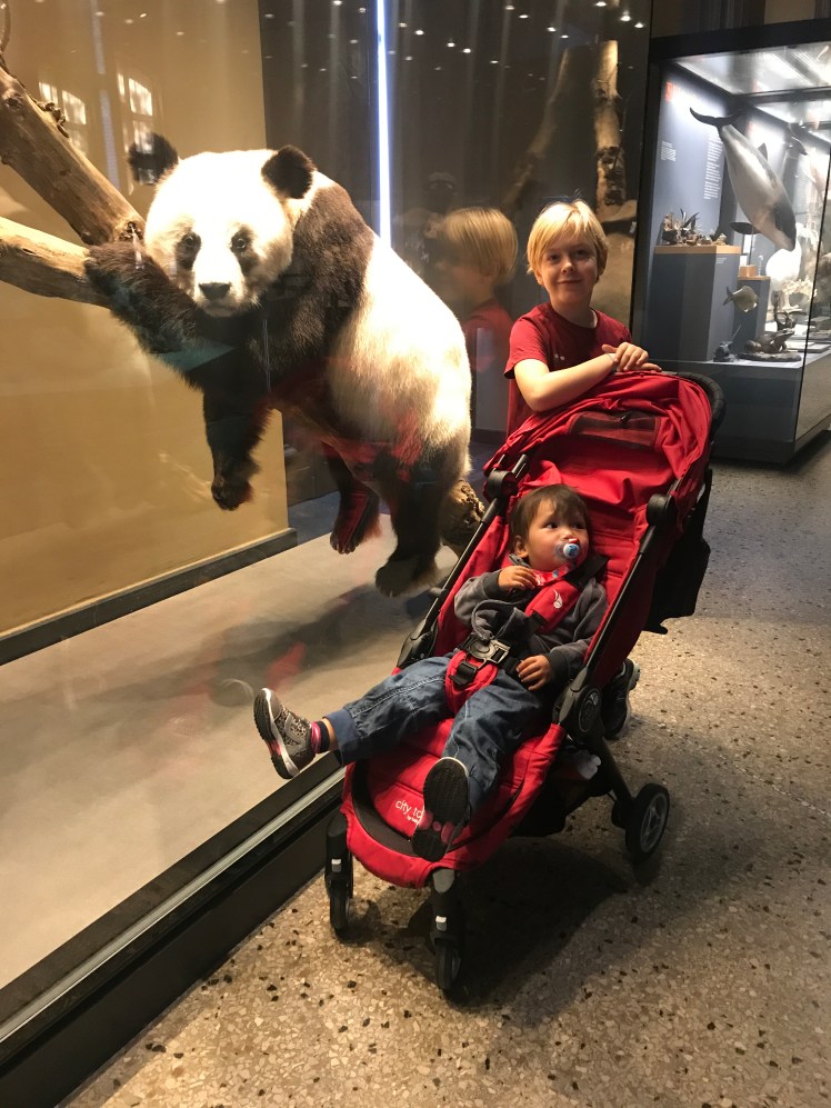 Berlin-Naturkunde-museum-panda2