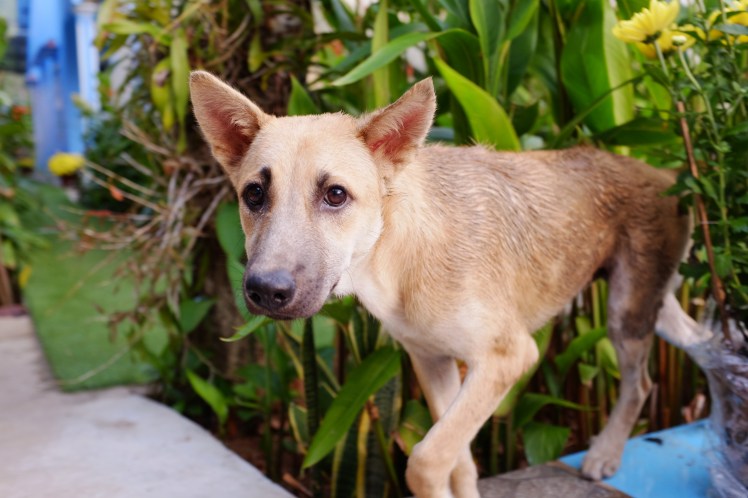 phuquoc2018-cualap-hotel15