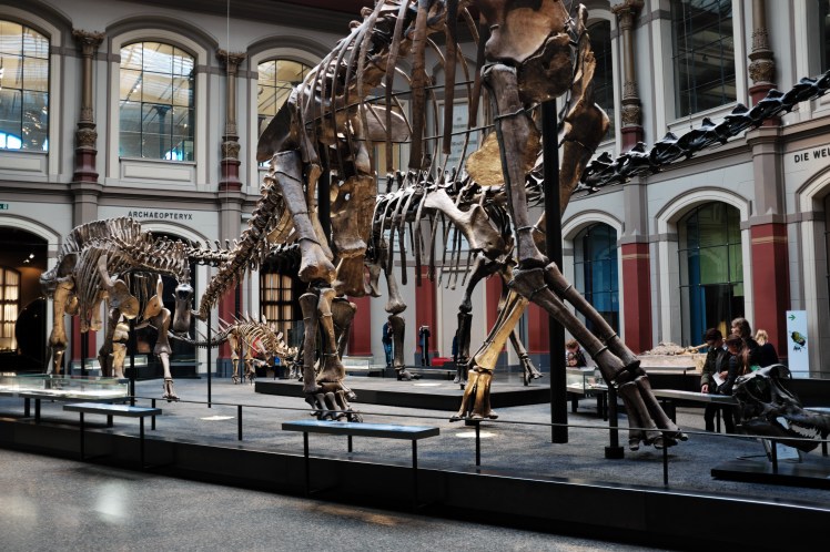 Berlin-Naturkunde-museum-dinosaurie-1