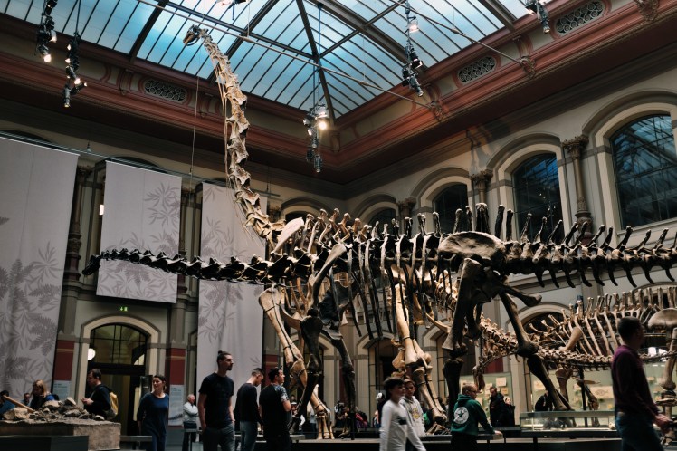 Berlin-Naturkunde-museum-dinosaurie-2