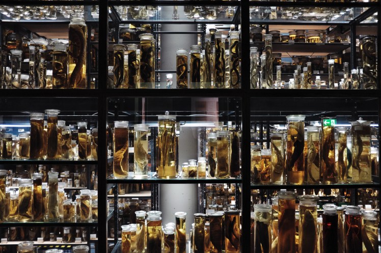 Berlin-Naturkunde-museum-glasburkar-1