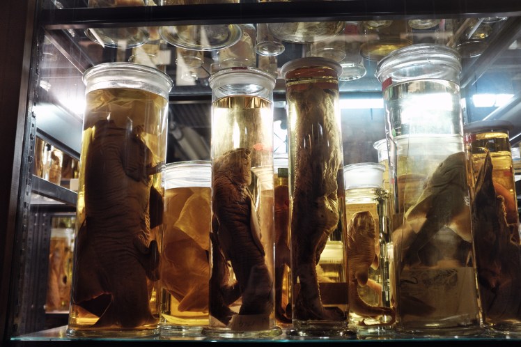 Berlin-Naturkunde-museum-glasburkar-3