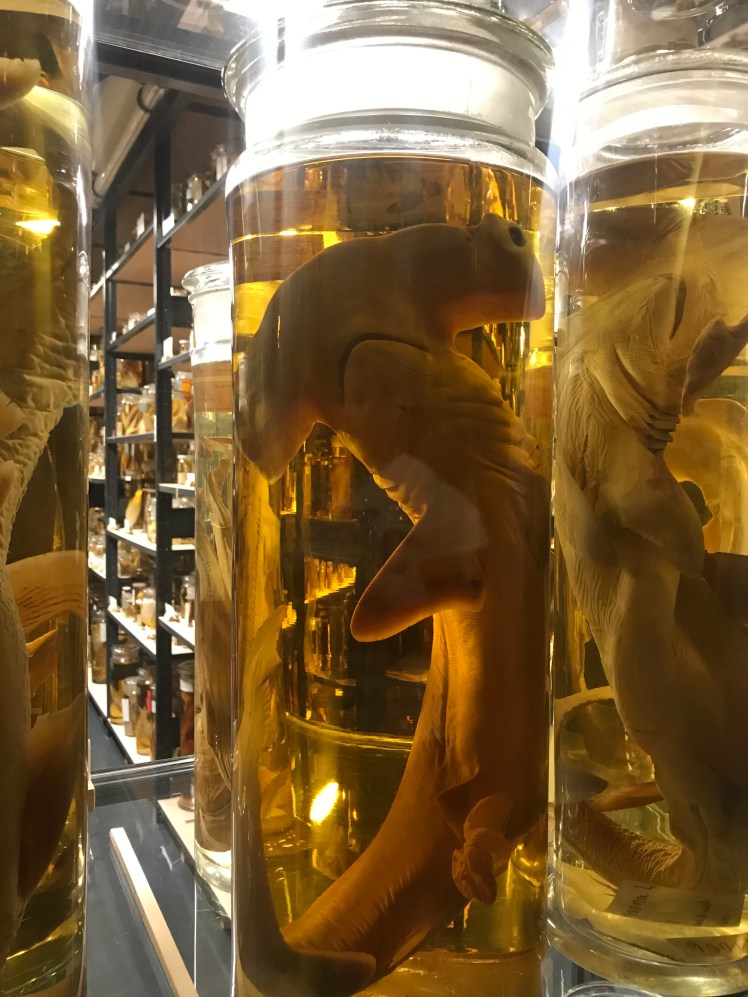 Berlin-Naturkunde-museum-glasburkar-5