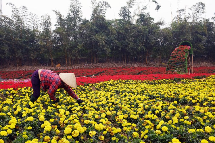 Hanoi-blomsterpark-5