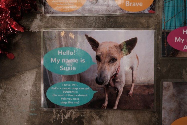 KohLanta2019-Animalwelfare2