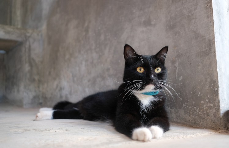 KohLanta2019-Animalwelfare4