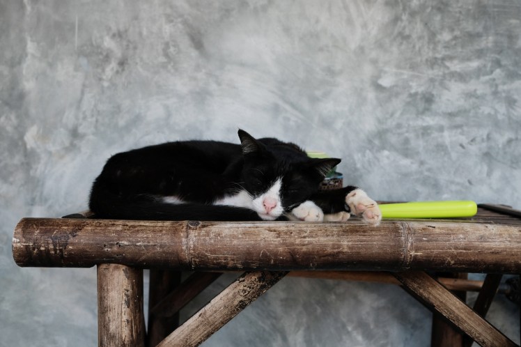 Timeforlime-bungalow8-katt